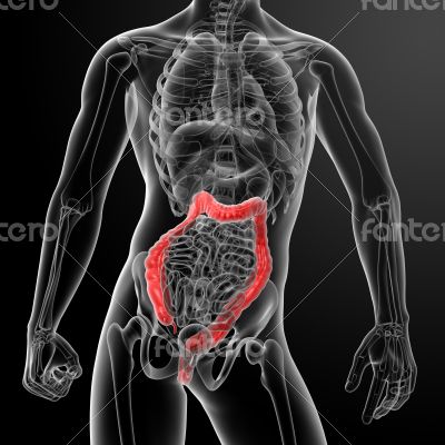  large intestine 