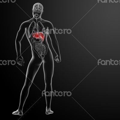3d rendered illustration of the liver