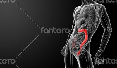 large intestine 