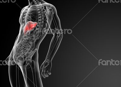 3d rendered illustration of the liver - side view