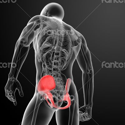 3d render pelvis under the X-rays - back view