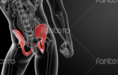 3d render pelvis under the X-rays