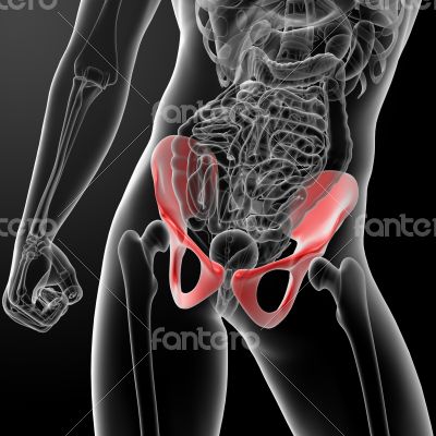 3d render pelvis under the X-rays - front view