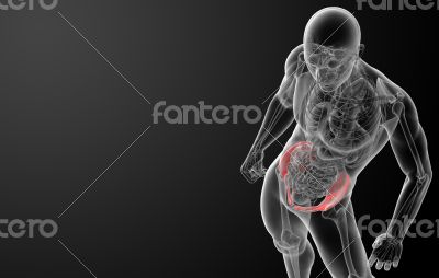 3d render pelvis under the X-rays 