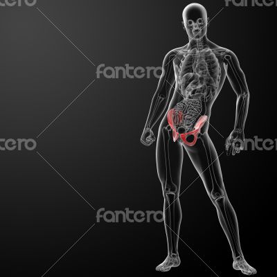 3d render pelvis under the X-rays 