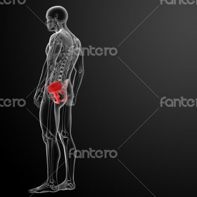 3d render pelvis under the X-rays