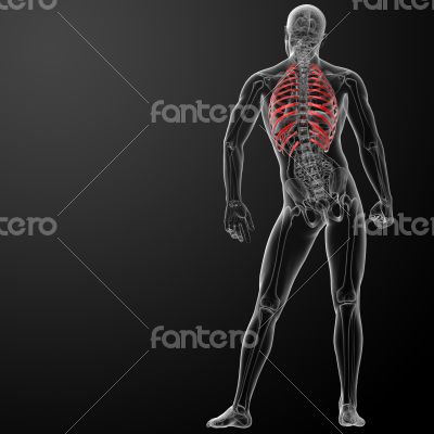 3d render illustration of the rib cage 