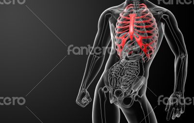 3d render illustration of the rib cage 