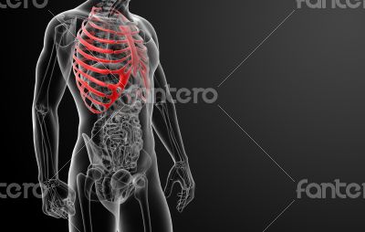3d render illustration of the rib cage - side view