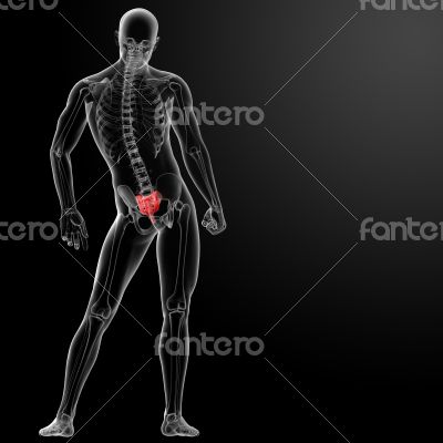 3d render illustration sacrum bone