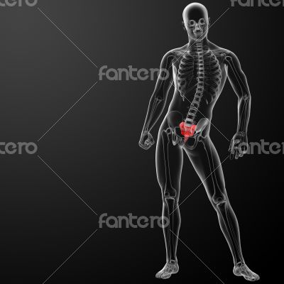 3d render illustration sacrum bone - front view