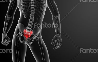 3d render illustration sacrum bone - front view