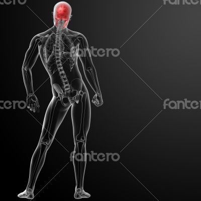 3d render human skull anatomy - back view