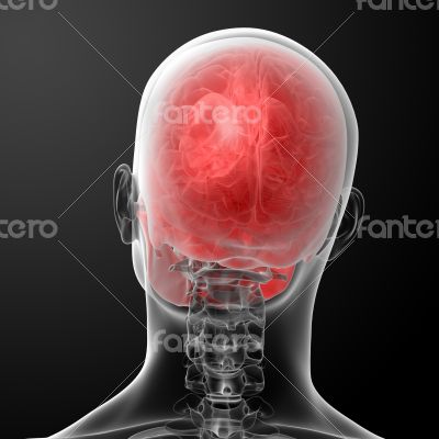 3d render human skull anatomy - top view