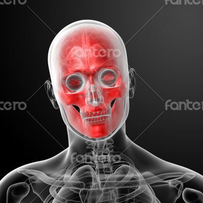 3d render human skull anatomy