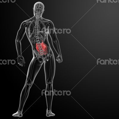 Human digestive system small intestine - back view