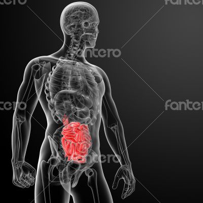 Human digestive system small intestine - side view