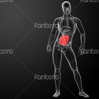 Human digestive system small intestine