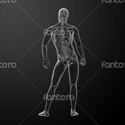 3d render human anatomy -