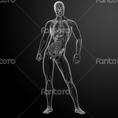 3d render human anatomy