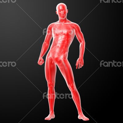 3d render human anatomy