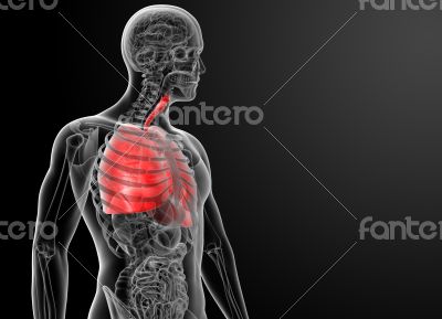 3d rendered illustration of  lung