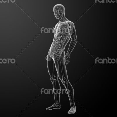 3d render human anatomy 