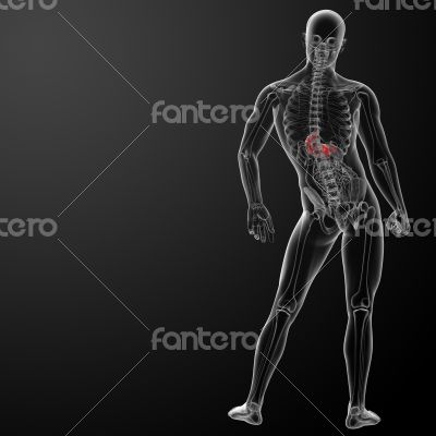 Human digestive system stomach 