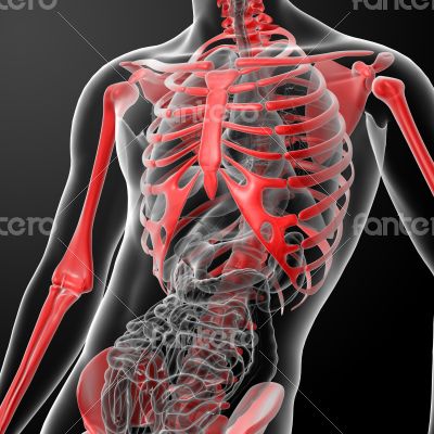 3d render skeleton by X-rays in red