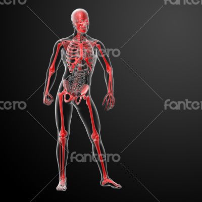 3d render skeleton by X-rays in red 