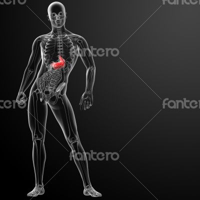 Human digestive system stomach