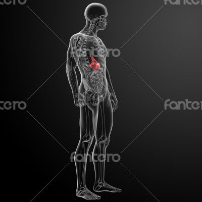 Human digestive system stomach 