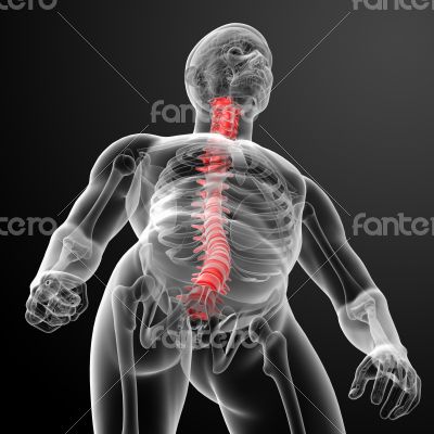 3d render Human Spine Anatomy 