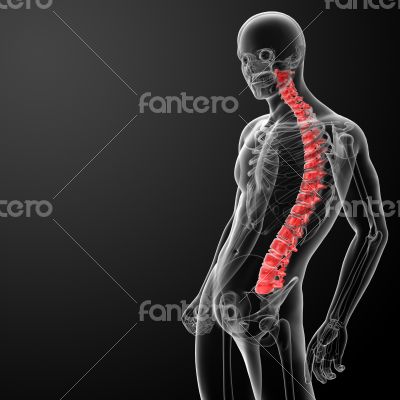 3d render Human Spine Anatomy 