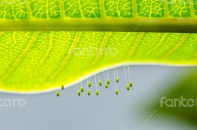 Eggs of green lacewing