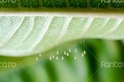 Eggs of green lacewing