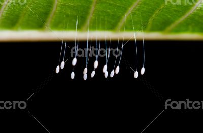 Eggs of green lacewing
