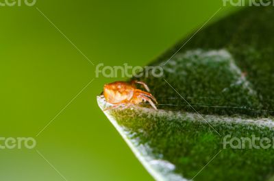 Jumping spider