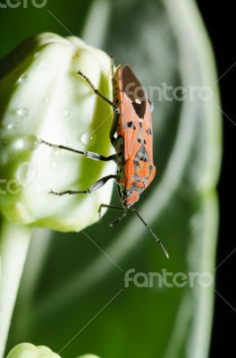 Spilostethus pandurus bug