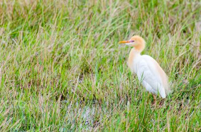 Cattle Egret birds