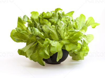 Bunch of fresh green sheet salad