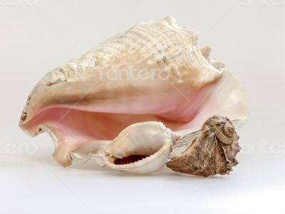 Sea cockleshells of various form