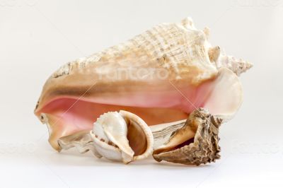 Sea cockleshells of various form