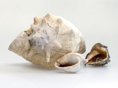 Sea cockleshells of various form