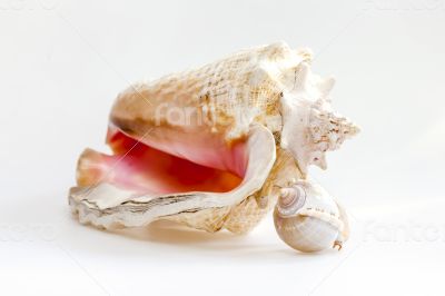 Sea cockleshells of various form