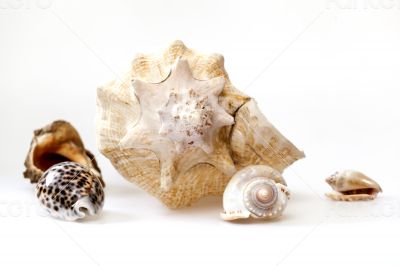 Sea cockleshells of various form