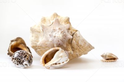 Sea cockleshells of various form