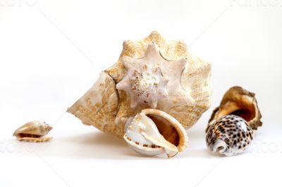 Sea cockleshells of various form