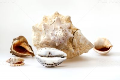 Sea cockleshells of various form