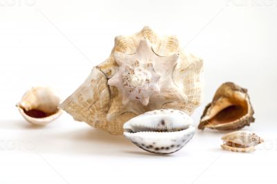 Sea cockleshells of various form